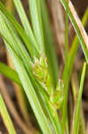 Florida sedge